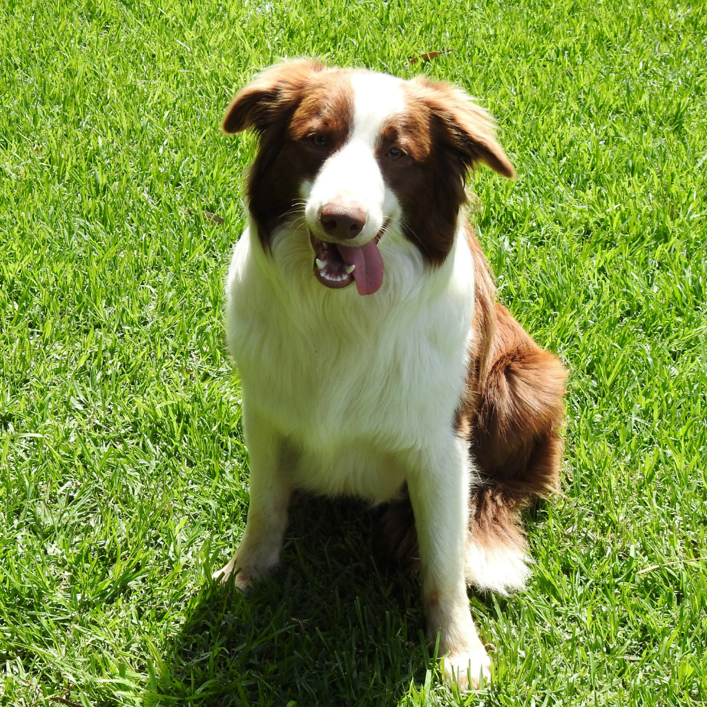 A white and brown Australian Shepard dog sitting on green grass in the sunshine